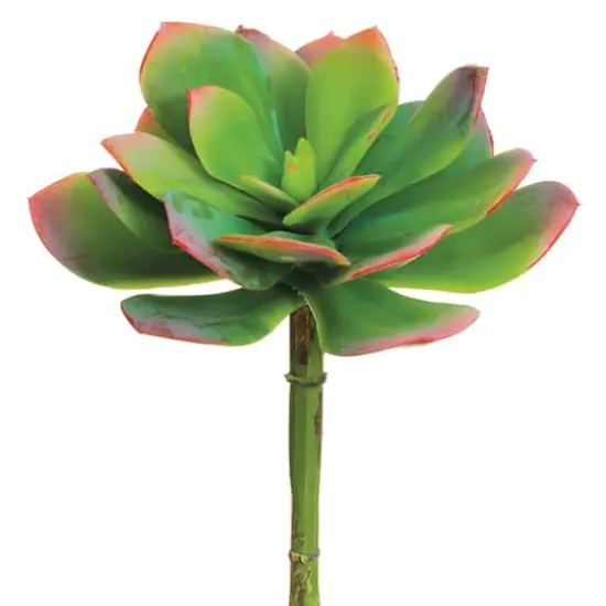Green & Pink Echeveria Pick {1}