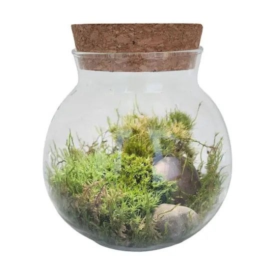 MossBowl - Grown Your Own Serene and Tranquil Oasis {4}