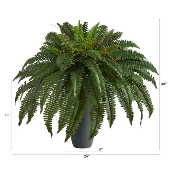 2.5ft. Boston Fern Plant in Gray Planter {3}