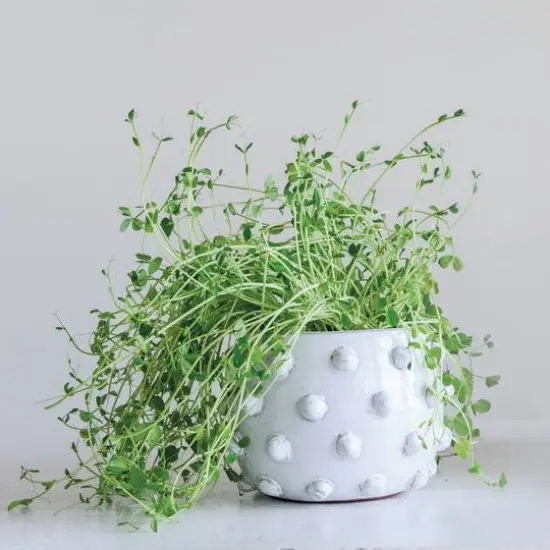 Hello Honey&reg; 5.5" White Bubbled Design Terra Cotta Planter {8}