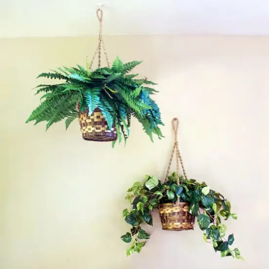 2ft. Pothos In Hanging Basket {11}