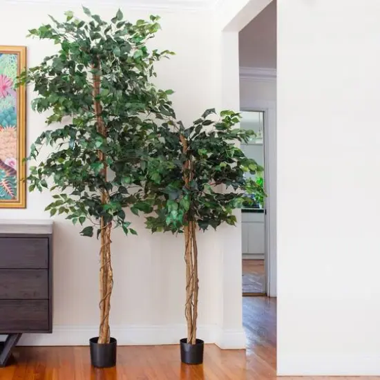 7ft. Potted Ficus Tree {10}
