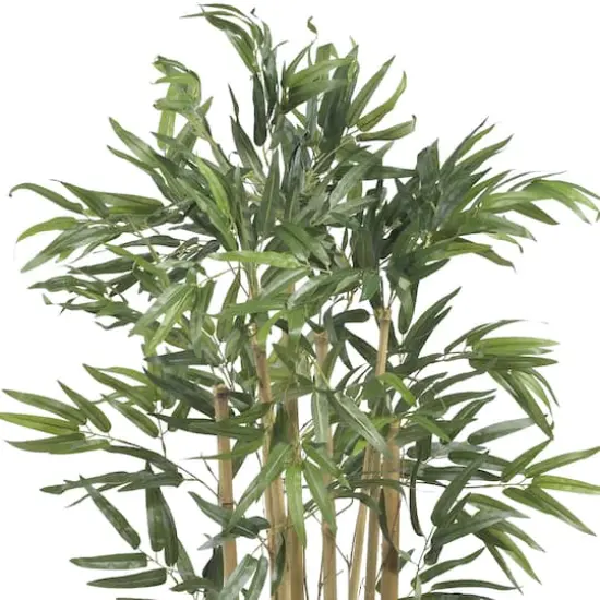 3ft. Potted Bambusa Bamboo Tree {3}