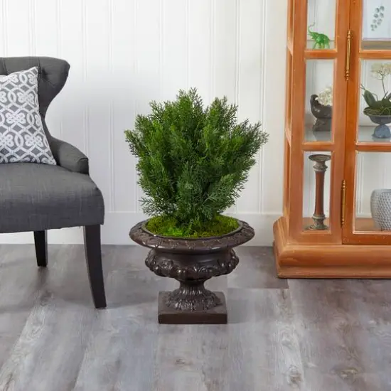 2.5ft. Cedar Tree in Iron Colored Urn {4}