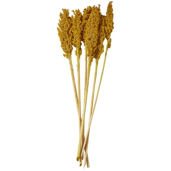 Dried Corn Maize Natural Foliage with Long Stems Yellow {5}
