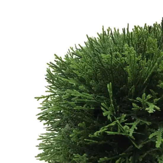 2ft. Green Cedar Hedge {4}