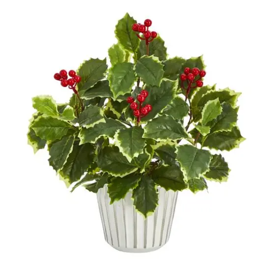 13" Variegated Holly Plant in White Planter {1}