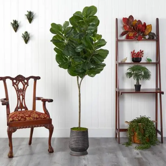 6ft. Fiddle Leaf Fig Tree in Ribbed Metal Planter {4}