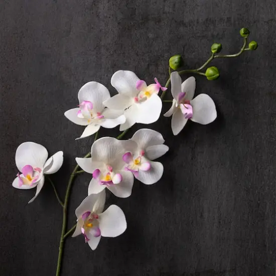 Orchid Spray by Ashland&reg; Cream and Pink {3}