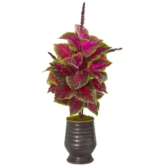 2.5ft. Pink Coleus in Decorative Planter {1}