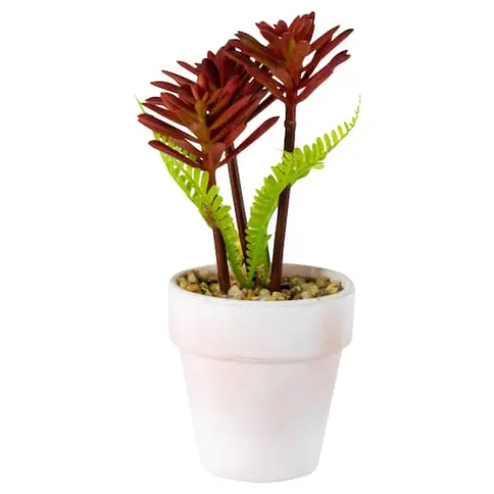 8" Red And Green Succulent Fern In Ceramic White Pot {3}
