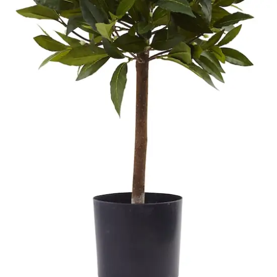 2ft. Potted Sweet Bay Mini Ball Topiary Tree {4}