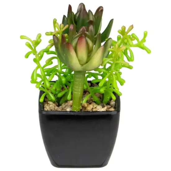 6" Potted Green Succulent Arrangement {3}