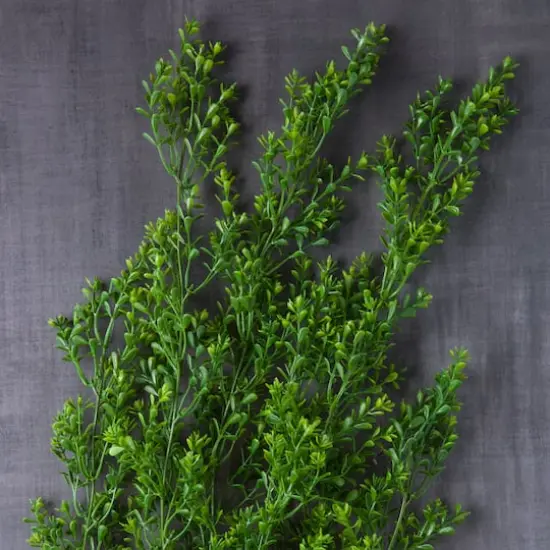 Green Boxwood Bush by Ashland&reg; {3}