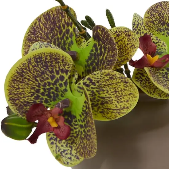 7" Assorted Moth Orchid Arrangement, 3ct. {3}