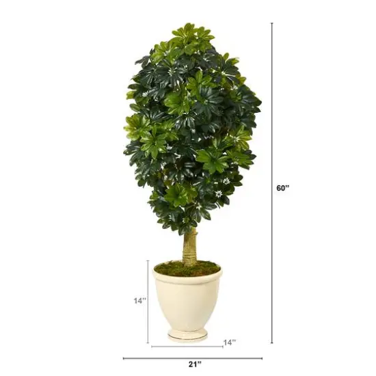 5ft. Schefflera Tree in Decorative Urn {3}