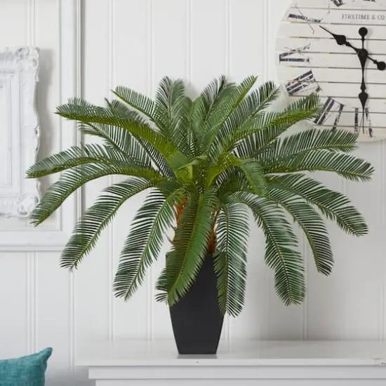 2.5ft. Cycas In Black Planter {3}