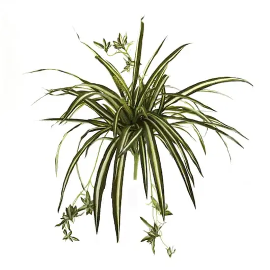 23" Spider Plant Bush, 4ct. {1}