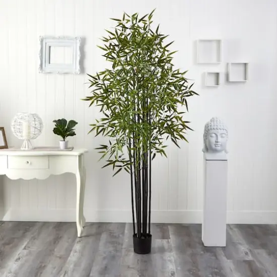 6ft. Potted Black Bamboo Tree {5}