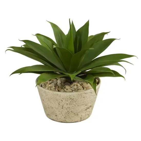 1.5ft. Agave Succulent Plant in White Planter  {1}