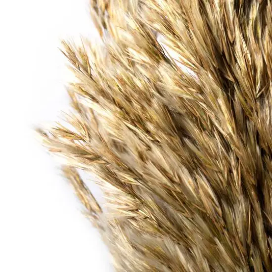 Plume Reed Preserved Bundle Ivory {6}