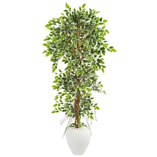 5.5ft. Elegant Ficus Tree in Decorative White Planter {1}