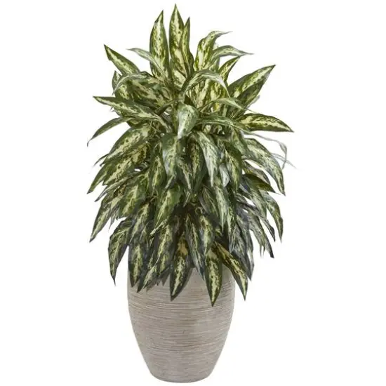 2.5ft. Chinese Evergreen in Sand Colored Planter {1}