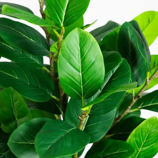 5ft. Artificial Petite Audrey Ficus Tree {5}