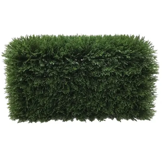 2ft. Green Cedar Hedge {1}