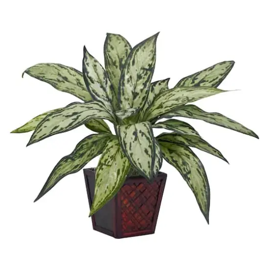 12" Potted Silver Queen Plant, 2ct. {3}