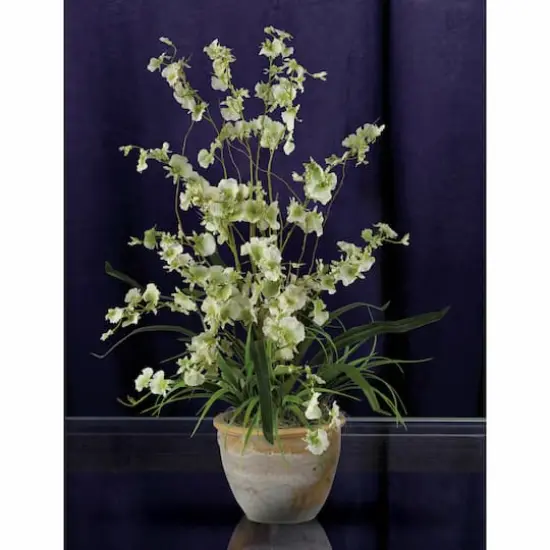 2ft. Green Dancing Lady Orchid Arrangement in Ceramic Vase {3}