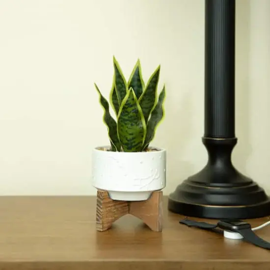 Flora Bunda&reg; 9.7" Snake Plant in Ceramic Pot with Wood Stand {4}