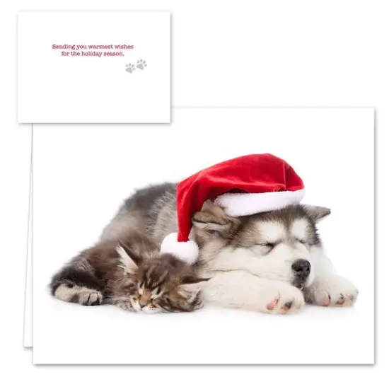 Hortense B. Hewitt Co. Christmas Cats Holiday Cards {6}