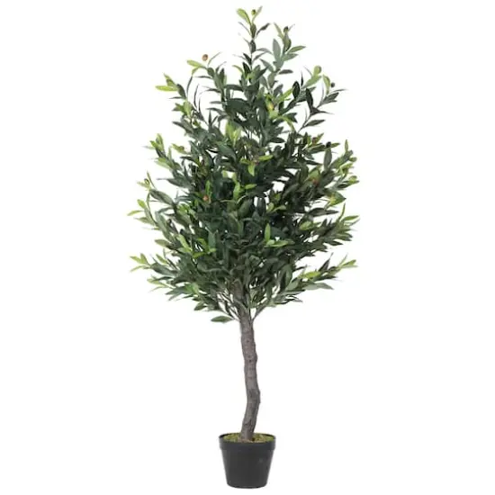 4ft. Potted Olive Tree {1}