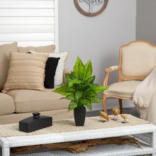 21" Dumb Cane Plant in Decorative Black Planter {5}