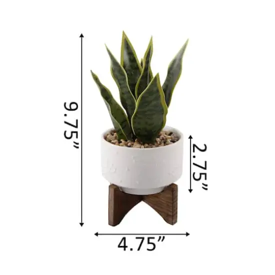 Flora Bunda&reg; 9.7" Snake Plant in Ceramic Pot with Wood Stand {3}