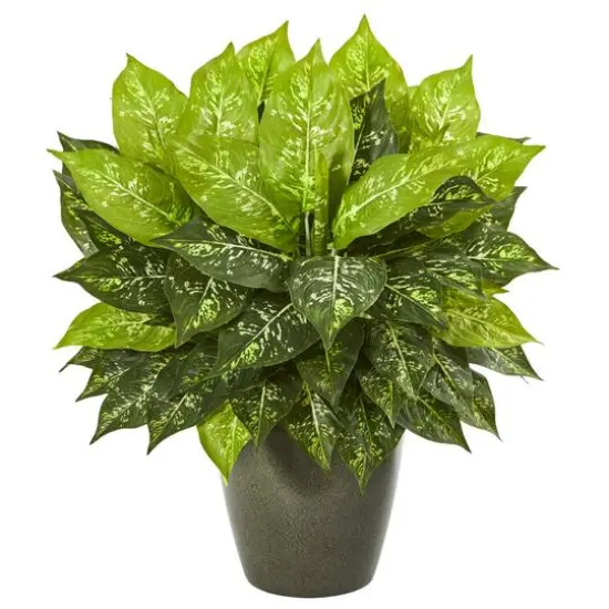 20" Dumb Cane in Green Planter {1}