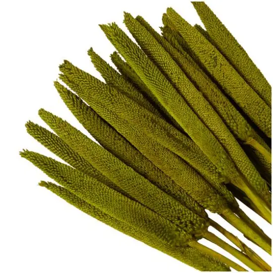 Dried Plant Bunny Tail Natural Foliage with Long Stems Assorted {3}