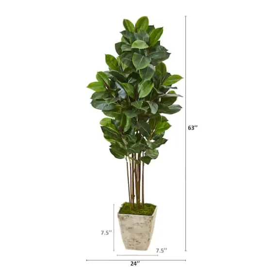 5.5ft. Rubber Tree in Country White Planter {3}