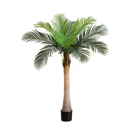 5ft. Potted Coconut Palm Tree {1}
