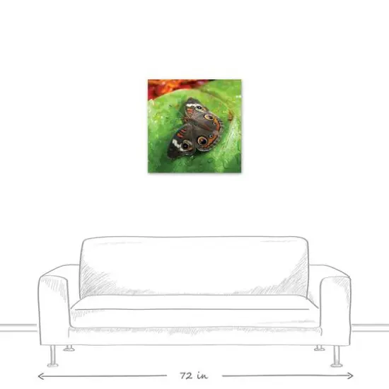 Butterfly On Leaf 24" x 24" Canvas Wall Art {4}
