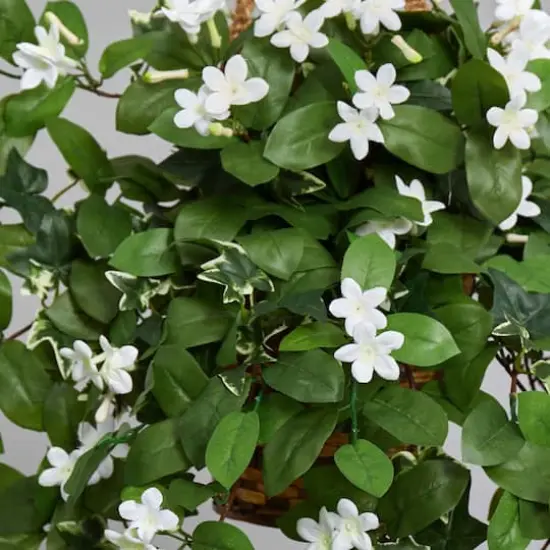 3.5ft. Stephanotis Flowering Plant in Hanging Basket {7}