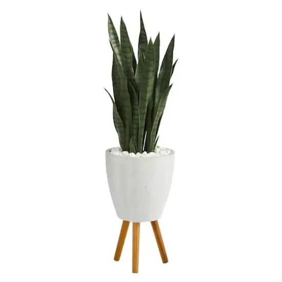 4ft. Snake Plant in White Planter with Stand {1}
