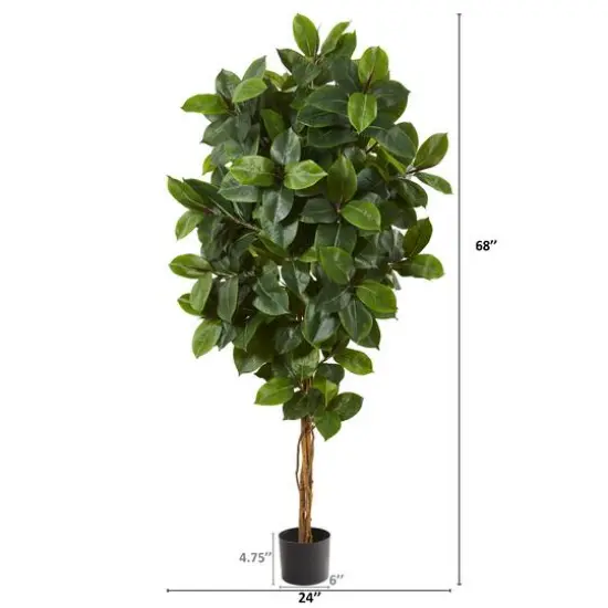 5.5ft. Potted Rubber Leaf Tree {3}