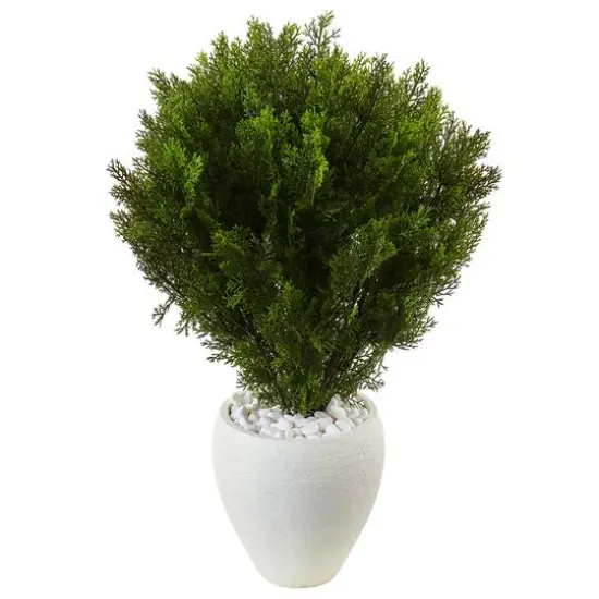 3ft. Cedar in Oval Textured Planter {1}