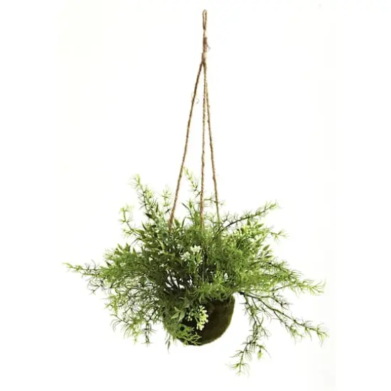 9'' Mini Ruscus, Sedum & Asparagus Fern Hanging Basket, 3ct. {3}