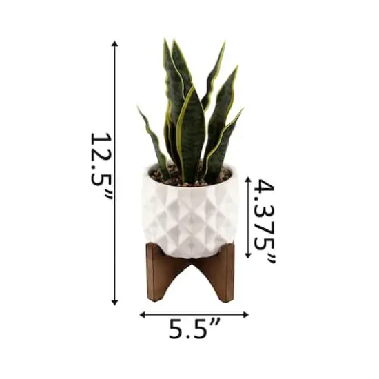 Flora Bunda&reg; 12.5" Snake Plant in Ceramic Planter with Stand {4}