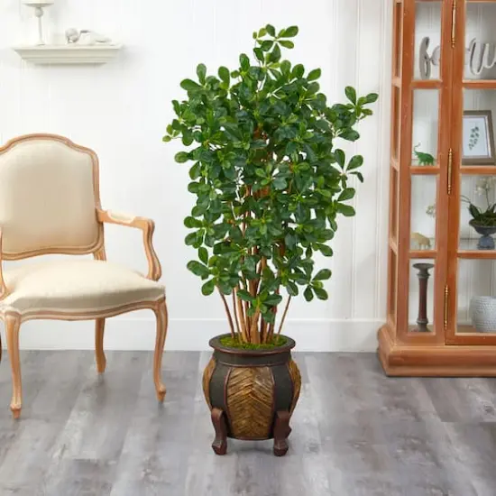 4.5ft. Black Olive Tree in Decorative Planter {4}