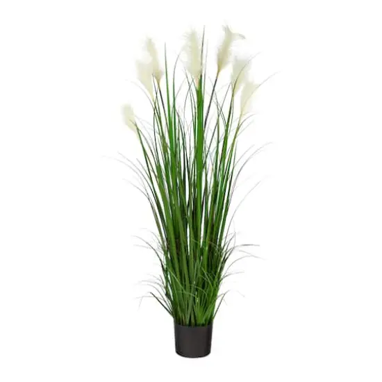 4.5ft. Potted Plume Grass {1}
