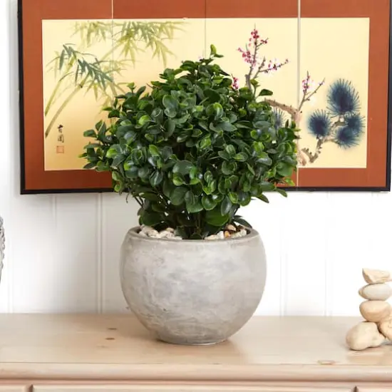 2ft. Eucalyptus Plant in Sand Colored Bowl {5}
